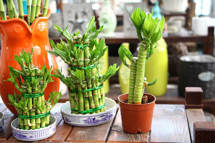 辦公室前臺放什么植物比較好，綠植擺放有哪些(圖1)