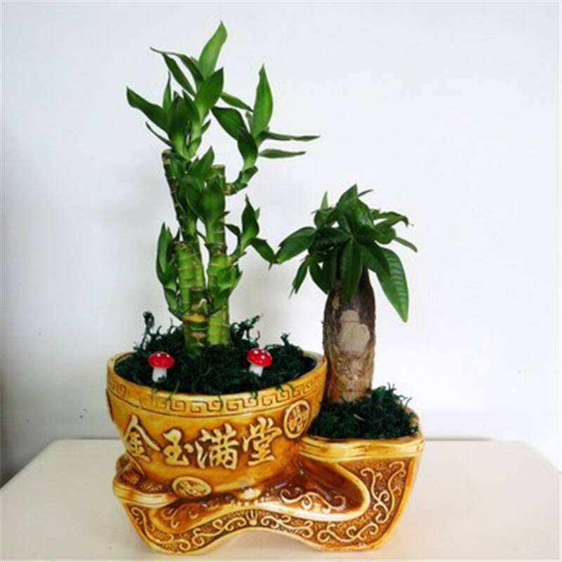 辦公室前臺放什么植物比較好，綠植擺放有哪些(圖2)